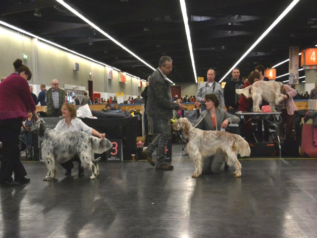 CACIB Nürnberg 2014